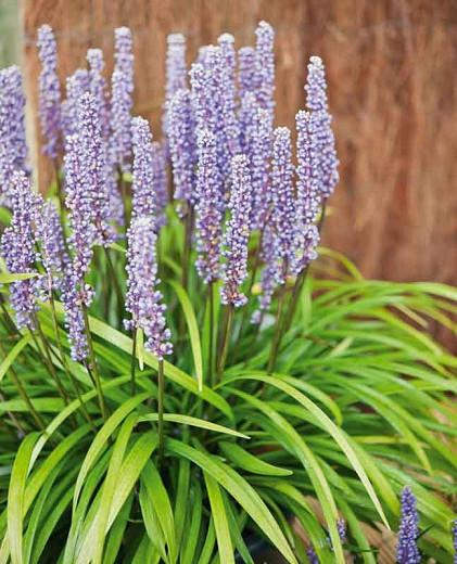 Liriope Muscari Ingwersen, Ingwersen Lily Turf, Lily Turf 'Ingwersen', Blue Lily Turf 'Ingwersen', Monkey Grass 'Ingwersen', Purple flowers, Evergreen perennial,